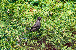 Photo Quiscale Bronzé